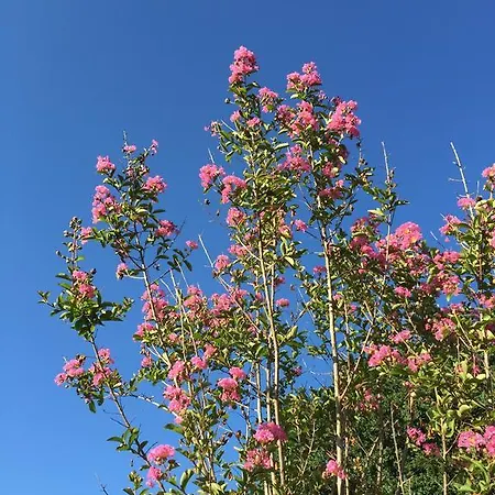 Les Centaurines Couette-café Saint-Siffret